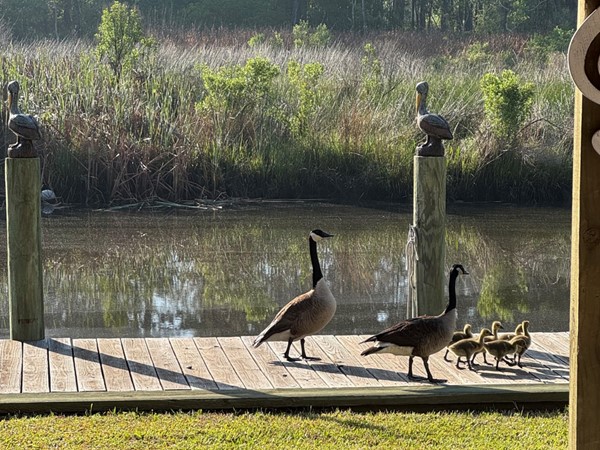 Locals coming by for a visit 