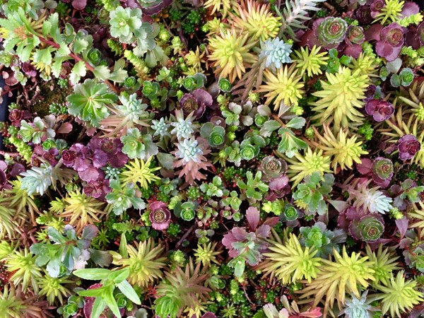 It's time to get outside and plant! This gorgeous succulent ground cover is found at Lowe's