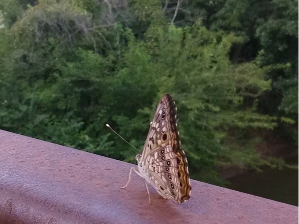 Painted Lady Butterfly taking a break on the bridge at Anneberg Park. Wildcat Creek flows below