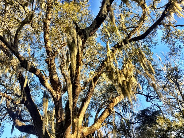 Gorgeous and majestic live oak trees are found throughout Hancock County