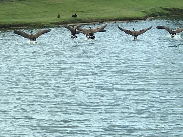 Geese landing on the pond - a beautiful natural sight here at Coffee Creek 