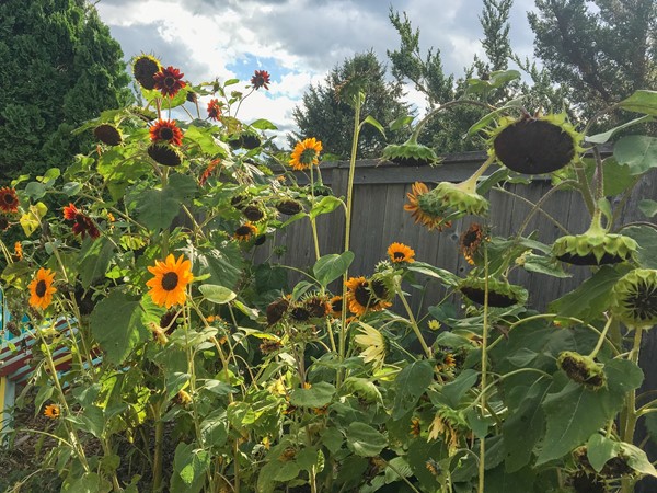 Beautiful sunflowers in full bloom at the Cedar Valley Arboretum 
