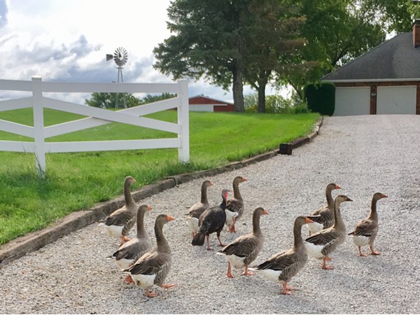 The welcoming committee at an Odessa country property