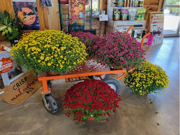 You can't beat Marcum's Nursery. Gorgeous Oklahoma grown plants