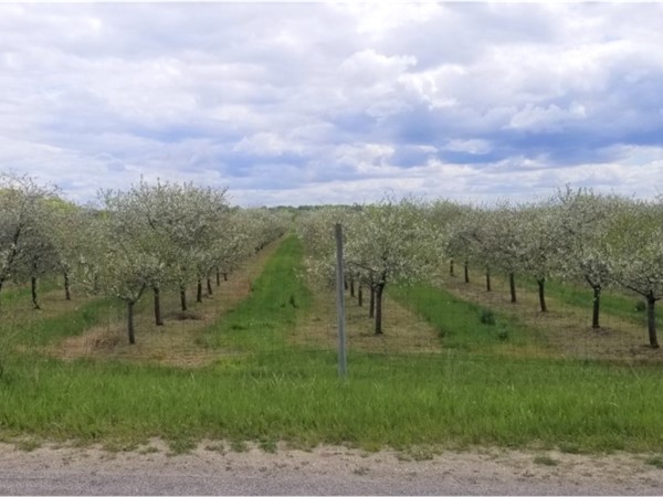 Northern Michigan in bloom! Almost time for cherries