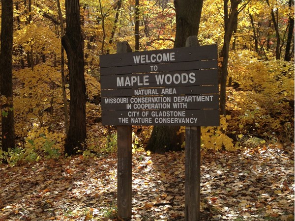 Maple Woods Natural Area, the walking trails across from Maple Park Place in the fall