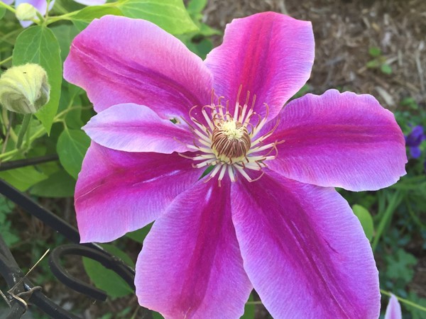 Clematis blooming in Holiday Hills