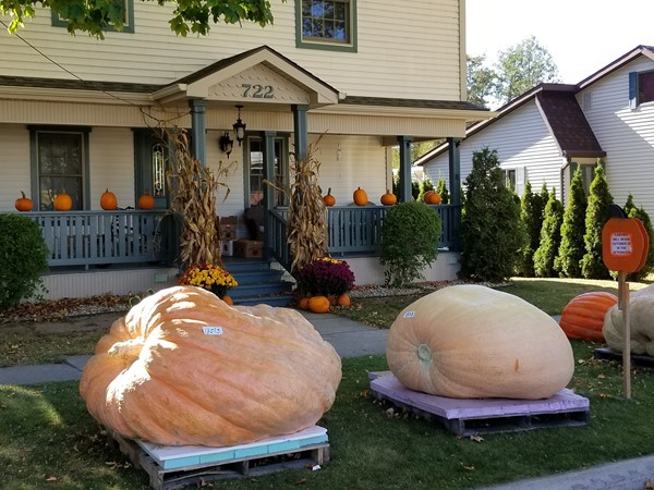 Giant Pumpkins awaiting carving