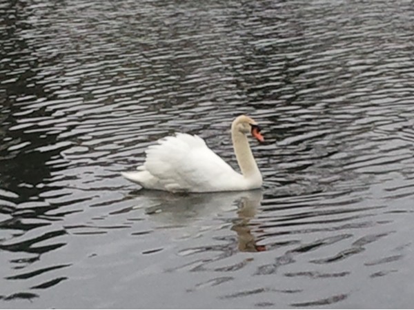 Beautiful swan on Lake Fenton