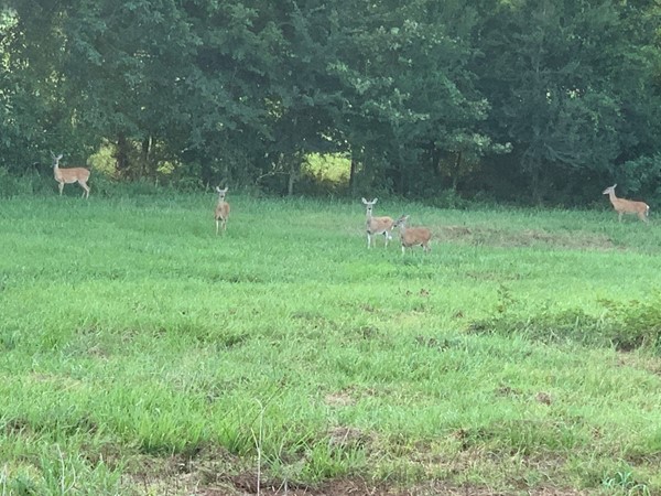 Hay field full of Mccurtain Oklahoma deer