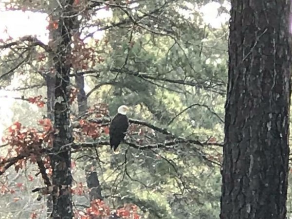 Eagles are frequent visitors in our neighborhood 
