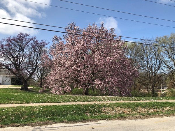 Spring 2019 in full bloom.  Love this gorgeous tree