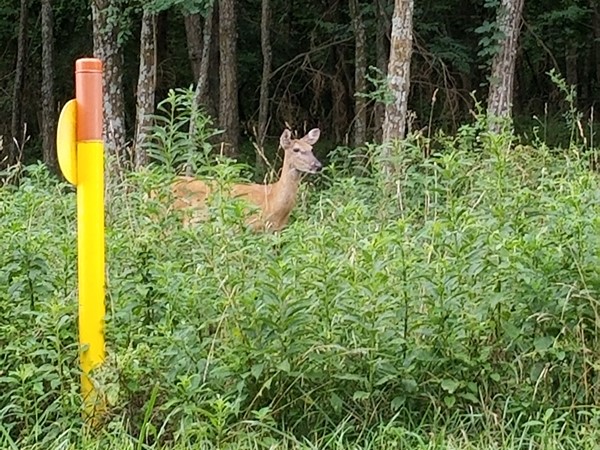 A picture of a deer near Longview Farms