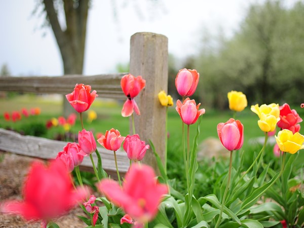There are many things to do around the area. Tulip Time in Holland is one you should see