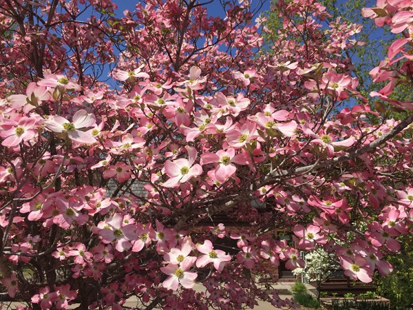 Gorgeous Missouri dogwood tree in bloom on a beautiful spring day