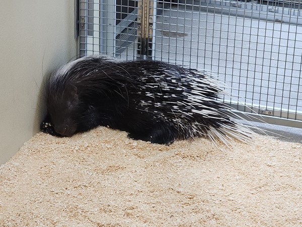 Porcupine at the Topeka Zoo
