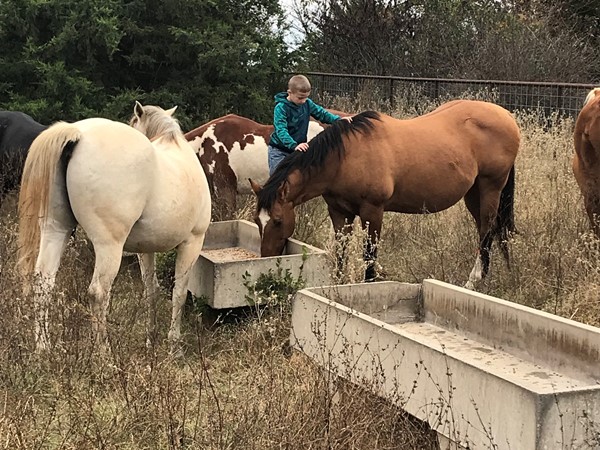 Feeding horses on the farm in LeFlore County