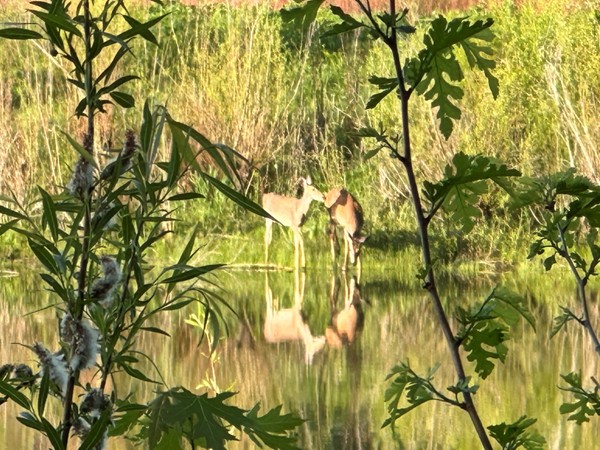 A morning drink for these young deer at Big Woods Lake  