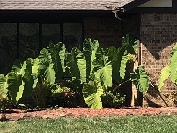 I love these giant Elephant Ears in Colonial Estates