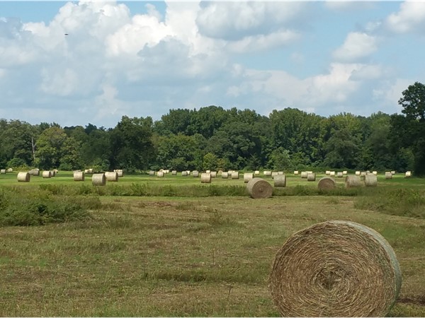 You know it's fall when the hay bales start appearing 