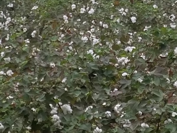 Cotton patch at Lake Jordan