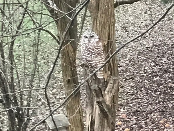Look at this beautiful owl in Nottingham Estates 