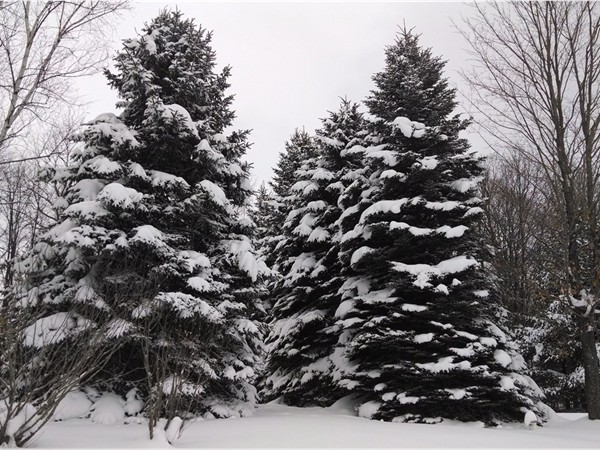 Cedar in December