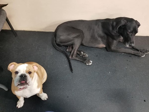 Healthy Paws Daycare and Boarding. Joker and Gemma chilling at Doggy Daycare