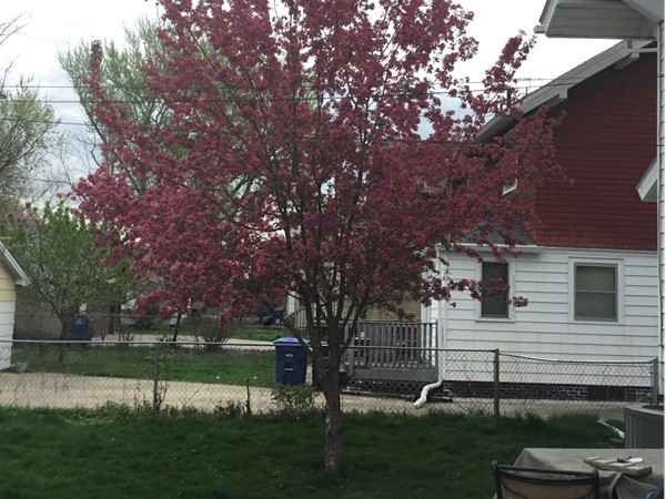 The beauty of spring in Kingman Place. Mature trees are one of the benefits of an established area!