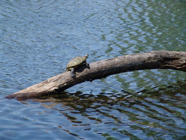 Turtle basking in the sun at the lake in Falcon Ridge