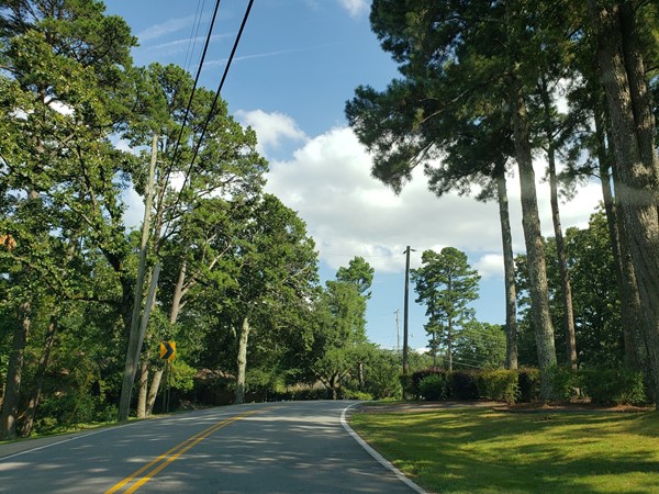 Winding road through the trees of the River Ridge neighborhood
