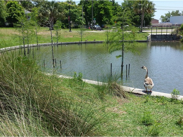 Bay St. Louis duck pond