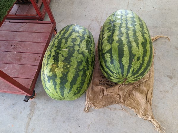 Check out the size of those watermelons 