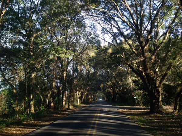 Thompson Hall Road boasts a canopy of large oaks