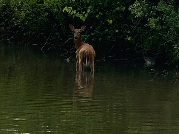 Spotted a deer on Bennett Lake