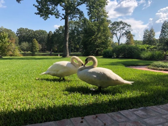 Swans off lake in the neighborhood