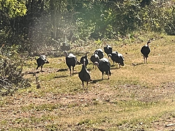 Thanksgiving survivors