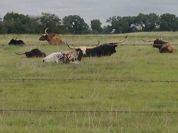 Oklahoma has longhorns too. 
