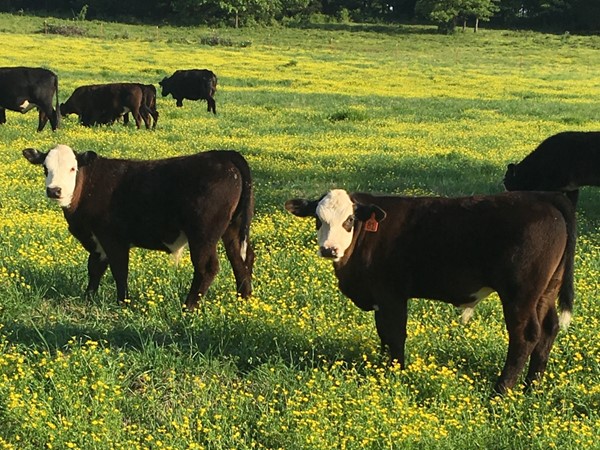 Black bald face calves grazing on the ranch land in the LeFlore County area