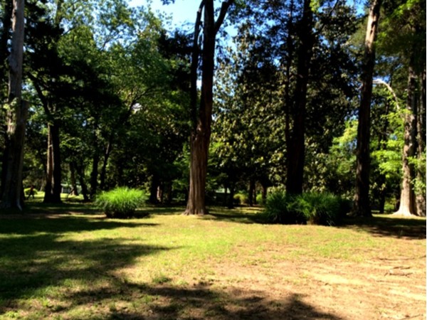 Cedar trees at Rowan Oak