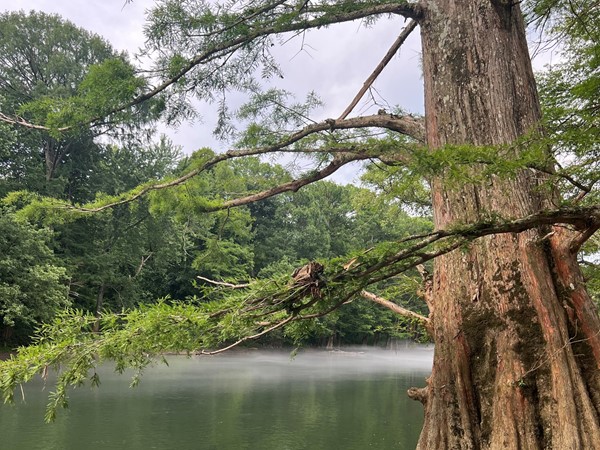 Beautiful cypress on the Little Red River near Ramsey Access, Pangburn, AR