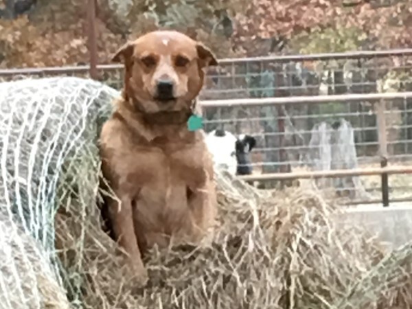 Red heeler making use of a torn up hay bale.  Nowhere but LeFlore County, Oklahoma