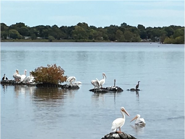 The majestic pelicans are on Grand Lake just in time for the Pelican Fest 