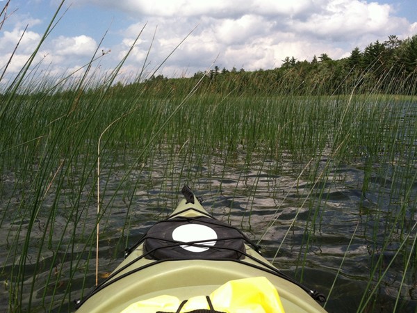 Kayaking through the tall reeds at Marl Lake