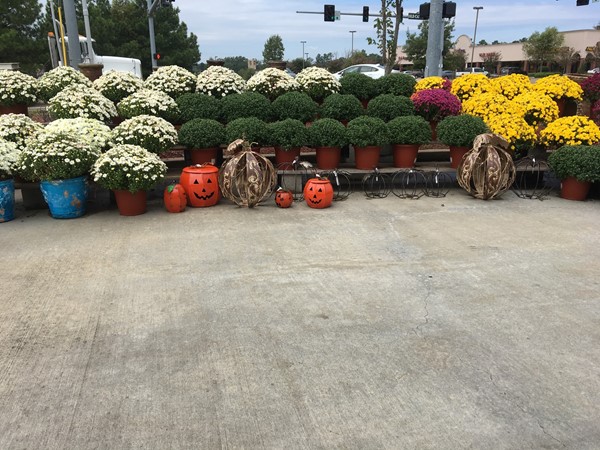 Love seeing all the fall decor coming out at Freshway Produce