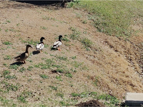 Embracing spring's arrival with the return of ducks!