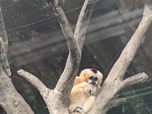 The Kansas City Zoo has the cutest little baby Gibbon