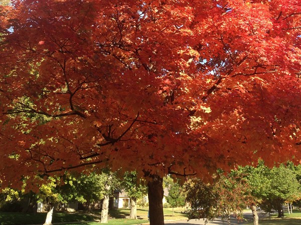 Fall foliage in Hutchinson