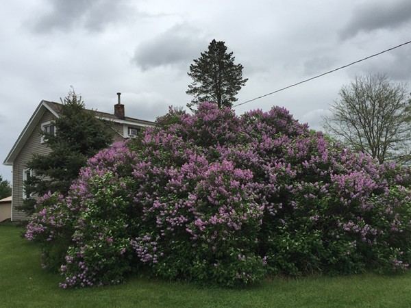 Best lilac bush in Livingston County