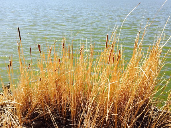Cat tails at Skip Out Lake  